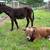 Jack donkey (intact) 8 thumbnail