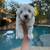 Miniature Schnauzer (1800$) 3 thumbnail