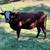 Great Starter Herd - South Poll Cattle 2 thumbnail