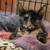 Cats & Kittens - FREE to GOOD homes! 24 thumbnail