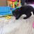 Rehoming a cutie kitten 2 thumbnail