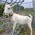 Nigerian dwarf doe 1 thumbnail