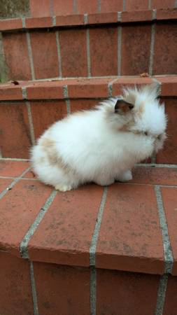 Conejitos Lionhead en Corralitos conejos conejo conejito (Libertad)64031023148033122