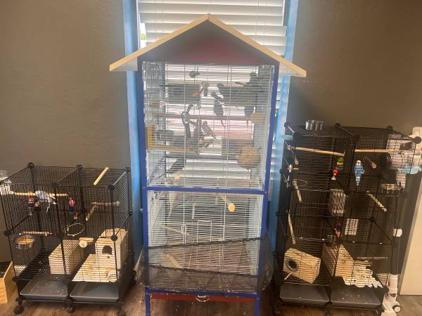 Parakeets 1