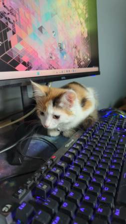 kitten looking for new home- 10 weeks, long haired calico.
