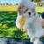 shih tzu puppies 2 thumbnail