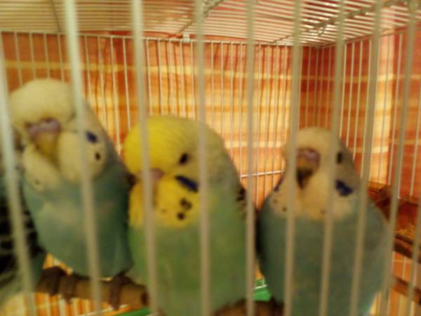Large parakeet (English) (Minford)64022841727618120