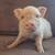 Mini Pigs and Piglets 1 thumbnail