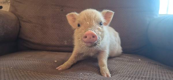 Mini Pigs and Piglets 1