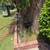 Yard Cleanup & Palm Tree Trimming – Before & After Photos – Orange Cou 8 thumbnail