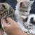 8 wk old kittens 1 thumbnail