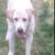 🐶 Transform Your Dog in 28 Days – Manhattan & Surrounding Areas 🗽 ✅ 17 thumbnail