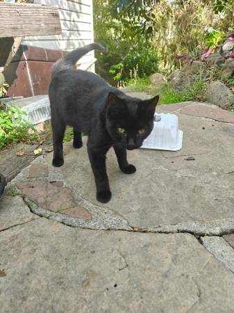 Kittens black (hercules, pinole, san pablo, el sob)64310526227074121