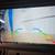 2025 Evolution D-Max GT4 Lithium Ion Golf Cart LSV, Sky Blue 18 thumbnail