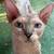 Male Sphynx 1 thumbnail