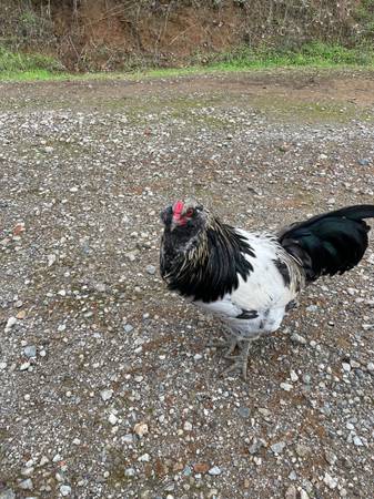 Young Rooster 1