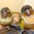 3 conures for rehoming 1 thumbnail