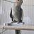 Cockatiel 1 thumbnail