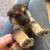 German Shepherd puppies 2 thumbnail