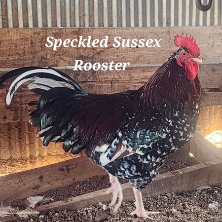 Speckled Sussex Rooster 1