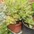 Plant Sale at Diane's Garden Friday Saturday July 18, 19, 4810 E 13th 13 thumbnail