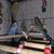 Parakeets 1 thumbnail