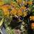 PLANTS / TREES 12 thumbnail