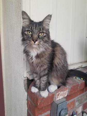Missing 2 very loved cats (Las Vegas)63907299049474123