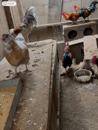 Chicken and roosters 1