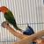 Lovebirds y Greencheek Parrots 1 thumbnail