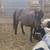 Pony 6 thumbnail