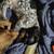 Chauweenie pups 5 thumbnail