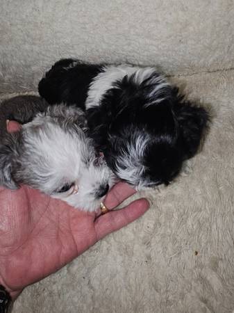 Minature snoodles ,2 boys 1