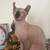 Sphynx young cats 5-7 mon 2 thumbnail