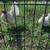 Chickens for sale - Old English Opal pair 10 thumbnail
