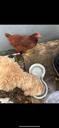 3 hens63903227609346122