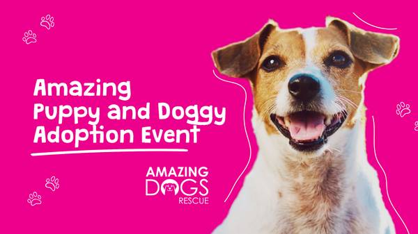Amazing Dogs Rescue Volunteers Needed 1