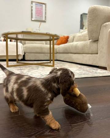 Rehoming-Mini Dachshund (Nine 17-782-7263)64015834861699121