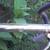 Vintage 1962 Rabeneick Campagnolo 5 speed road bike 2 thumbnail