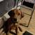 Rehoming 2 young male dogs 2 thumbnail