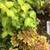 VANCOUVER SPECIALTY GERANIUM HOUSEPLANT-Large Bushy Mature Plants 4 thumbnail