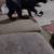 free kitten 1 thumbnail