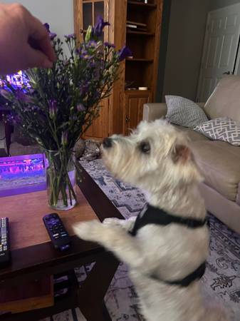 Help me find Chewy (Butner area)63980446520195122
