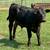 Steer calves 3 thumbnail