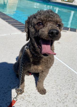 Adult Male Toy Poodle 1