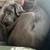 Female blue Great Dane 4 thumbnail