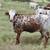Texas Longhorn Heifers For Sale 4 thumbnail