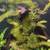 Freshwater aquarium/fish tank plants 3 thumbnail