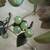 Vintage Jade Hardstone Fruit 5 thumbnail