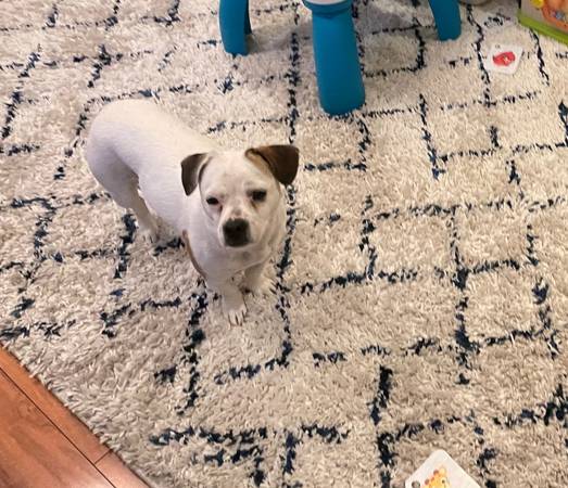 Lost dog, please help (berkeley)578643141728020481